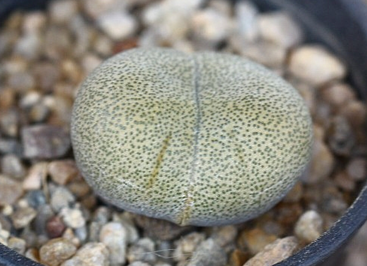 Pleiospilos nelii 10 Pieces Seeds