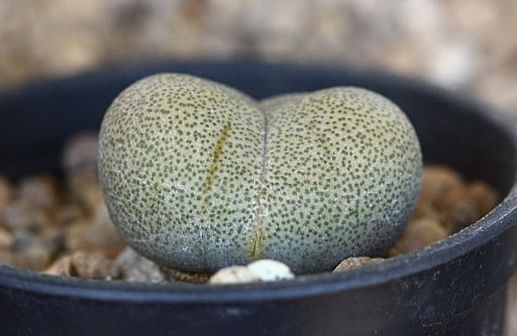 Pleiospilos nelii 10 Pieces Seeds