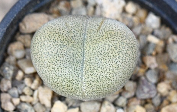 Pleiospilos nelii 10 Pieces Seeds