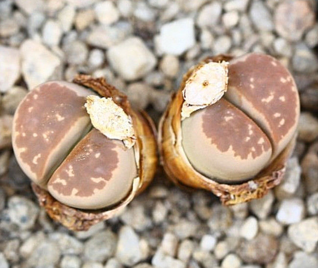 Lithops olivacea 10 Pieces Seeds