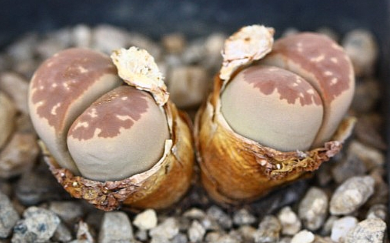 Lithops olivacea 10 Pieces Seeds