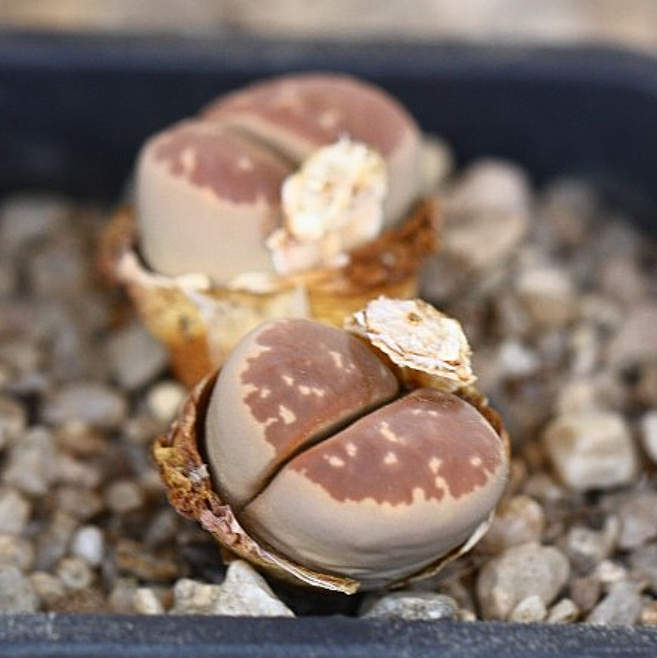 Lithops olivacea 10 Pieces Seeds