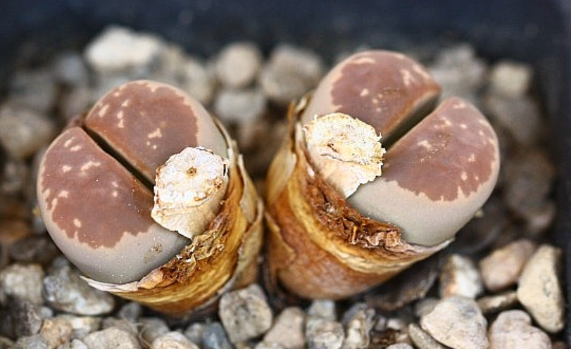 Lithops olivacea 10 Pieces Seeds