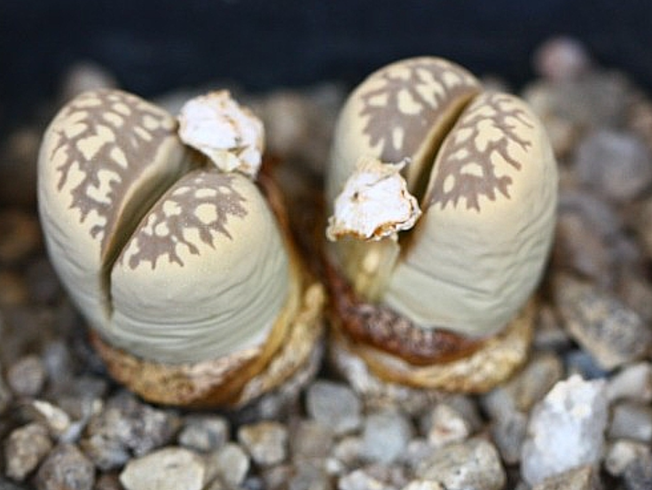 Lithops marmorata 10 Pieces Seeds