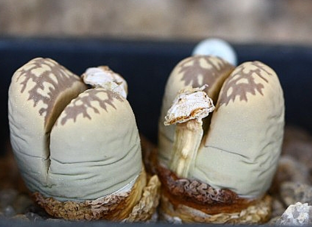 Lithops marmorata 10 Pieces Seeds