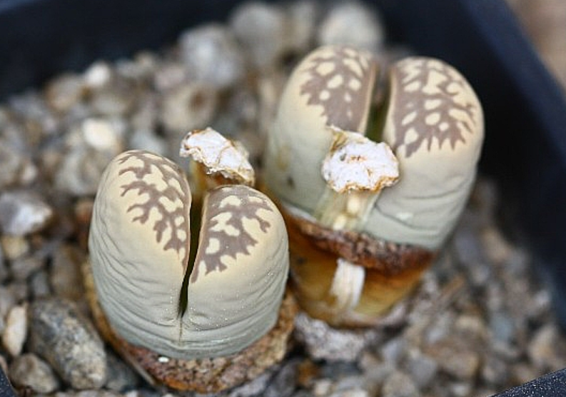 Lithops marmorata 10 Pieces Seeds