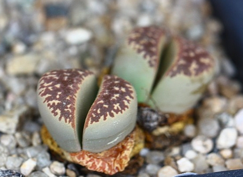 Lithops naureeniae 10 Pieces Seeds