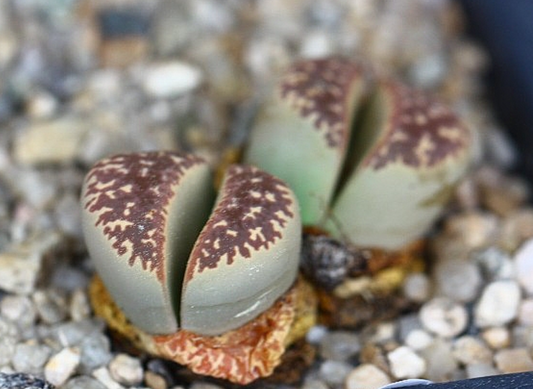 Lithops naureeniae 10 Pieces Seeds