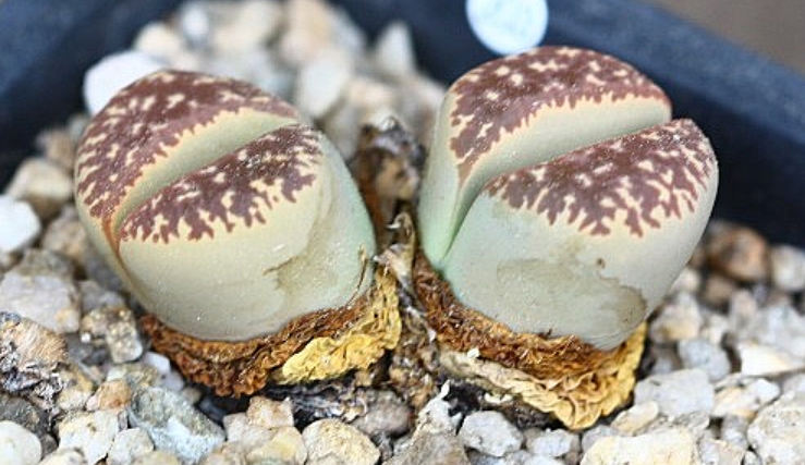 Lithops naureeniae 10 Pieces Seeds