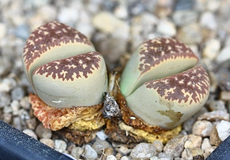 Lithops naureeniae 10 Pieces Seeds