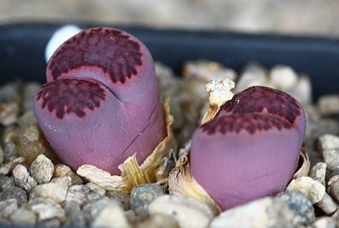 Lithops salicola Bacchus 10 Pieces Seeds