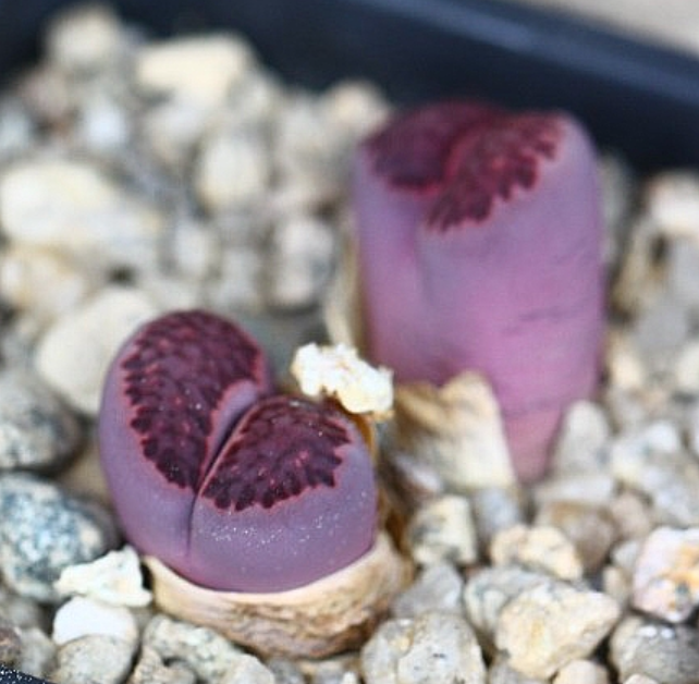 Lithops salicola Bacchus 10 Pieces Seeds