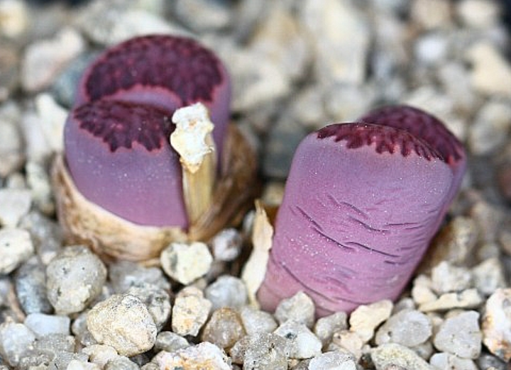 Lithops salicola Bacchus 10 Pieces Seeds