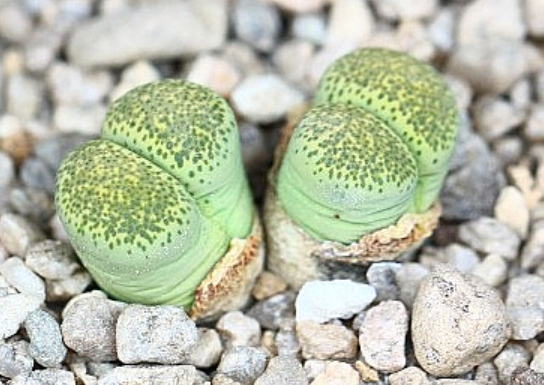 Lithops Terricolor Speckled Gold 10 Pieces Seeds