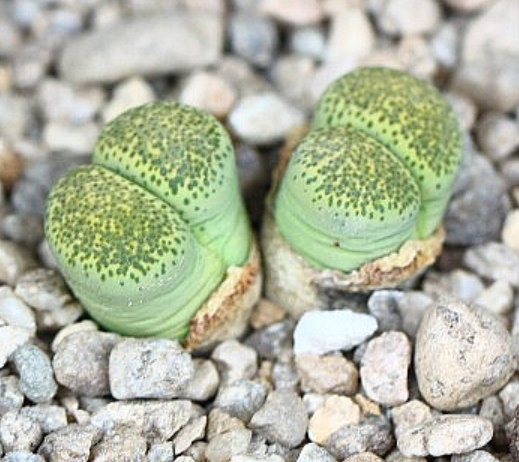 Lithops Terricolor Speckled Gold 10 Pieces Seeds