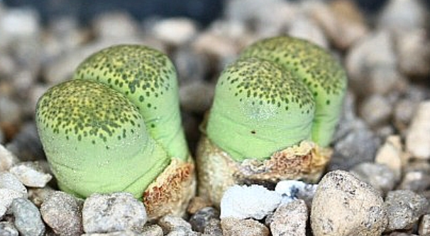 Lithops Terricolor Speckled Gold 10 Pieces Seeds