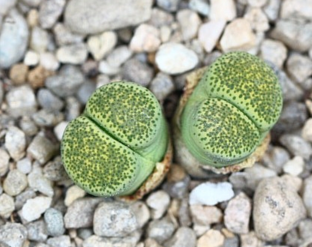Lithops Terricolor Speckled Gold 10 Pieces Seeds