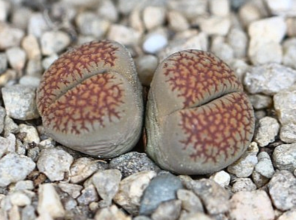 Lithops villetii 10 Pieces Seeds