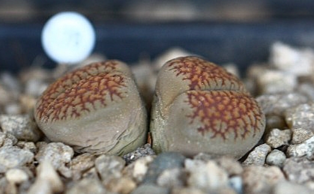 Lithops villetii 10 Pieces Seeds