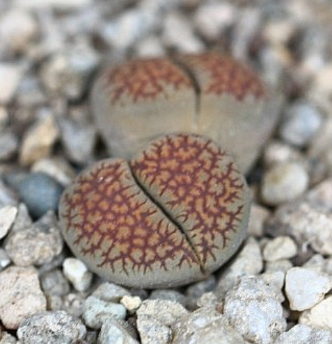 Lithops villetii 10 Pieces Seeds