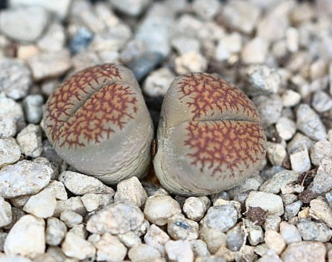 Lithops villetii 10 Pieces Seeds