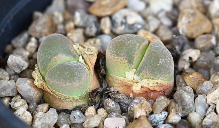 Conophytum limpidum 10 Pieces Seeds