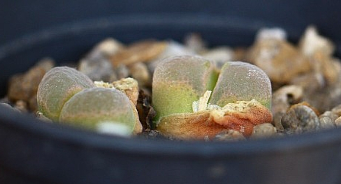 Conophytum limpidum 10 Pieces Seeds