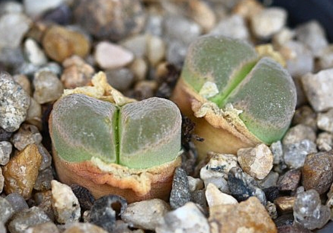 Conophytum limpidum 10 Pieces Seeds