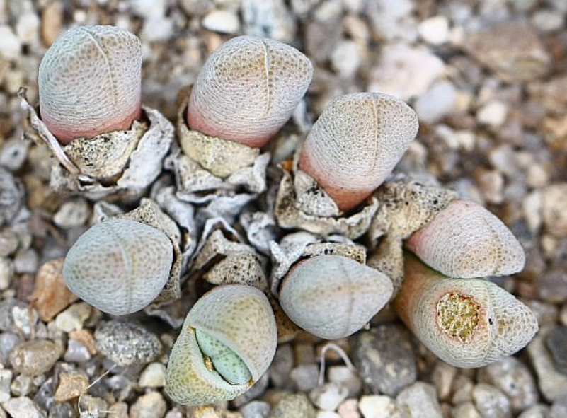 Conophytum vanheerdei 10 Pieces Seeds