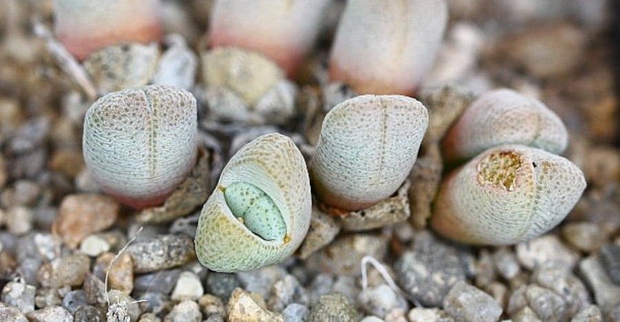 Conophytum vanheerdei 10 Pieces Seeds