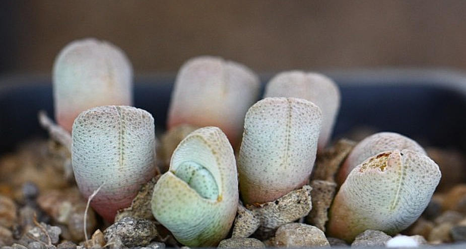 Conophytum vanheerdei 10 Pieces Seeds