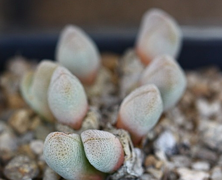 Conophytum vanheerdei 10 Pieces Seeds