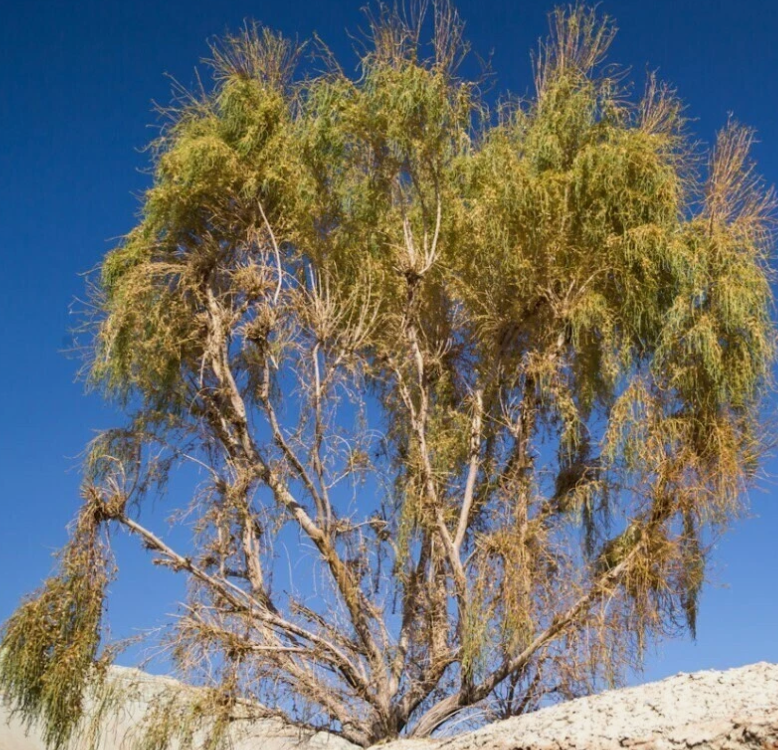 Haloxylon Ammodendron 10 Pieces Seeds