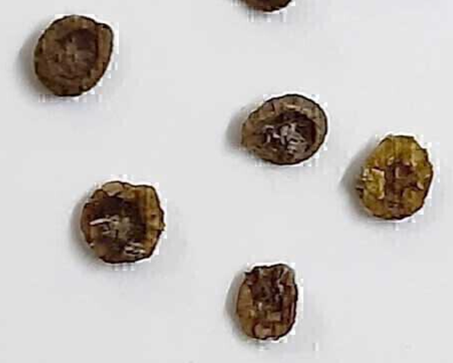 Haloxylon Ammodendron 10 Pieces Seeds