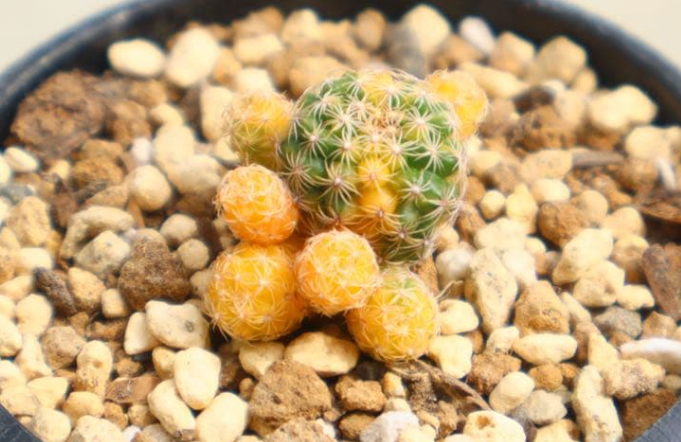 Discocactus buenekeri variegata 10 Pieces Seeds