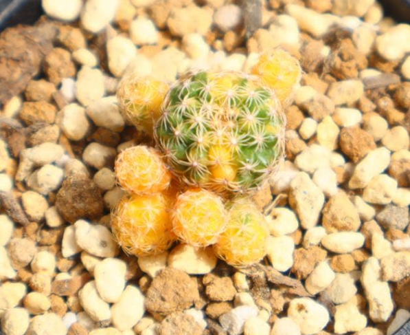 Discocactus buenekeri variegata 10 Pieces Seeds