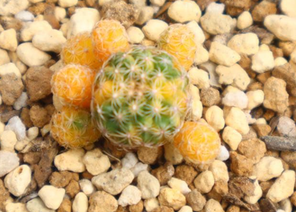 Discocactus buenekeri variegata 10 Pieces Seeds
