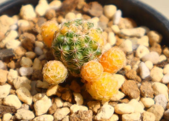 Discocactus buenekeri variegata 10 Pieces Seeds