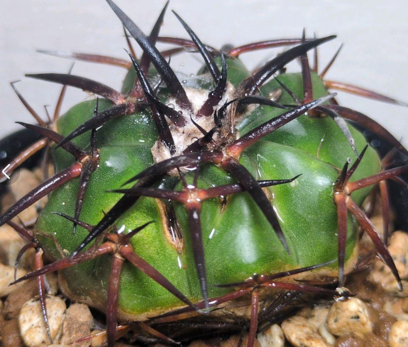 Discocactus gigantea 10 Pieces Seeds
