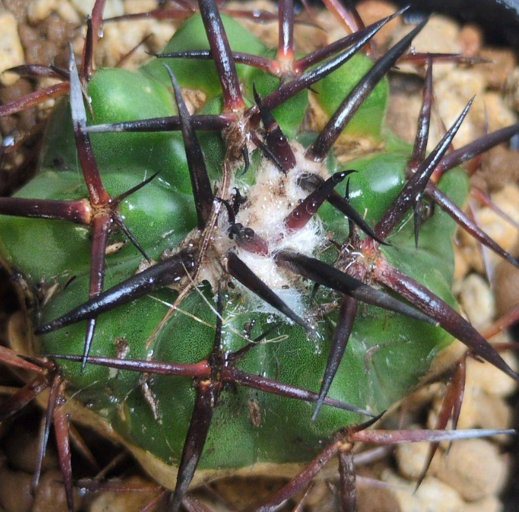 Discocactus gigantea 10 Pieces Seeds