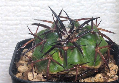 Discocactus gigantea 10 Pieces Seeds