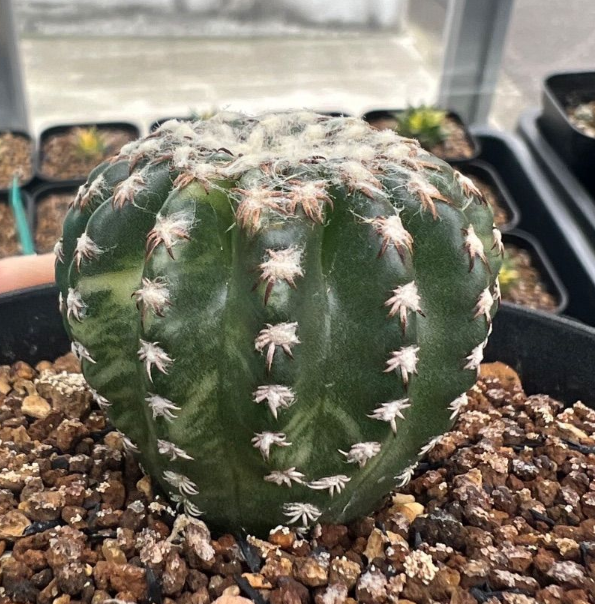 Discocactus horstii f. variegatus 10 Pieces Seeds