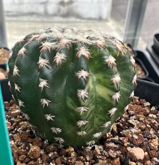 Discocactus horstii f. variegatus 10 Pieces Seeds