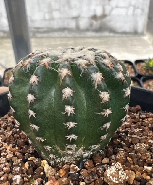 Discocactus horstii f. variegatus 10 Pieces Seeds