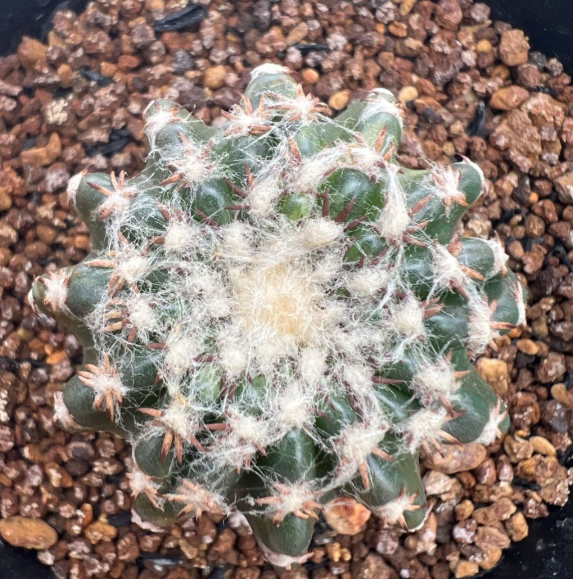 Discocactus horstii f. variegatus 10 Pieces Seeds