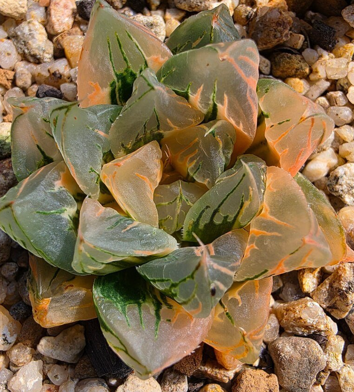 Haworthia cymbiformis var. obtusa 10 Pieces Seeds