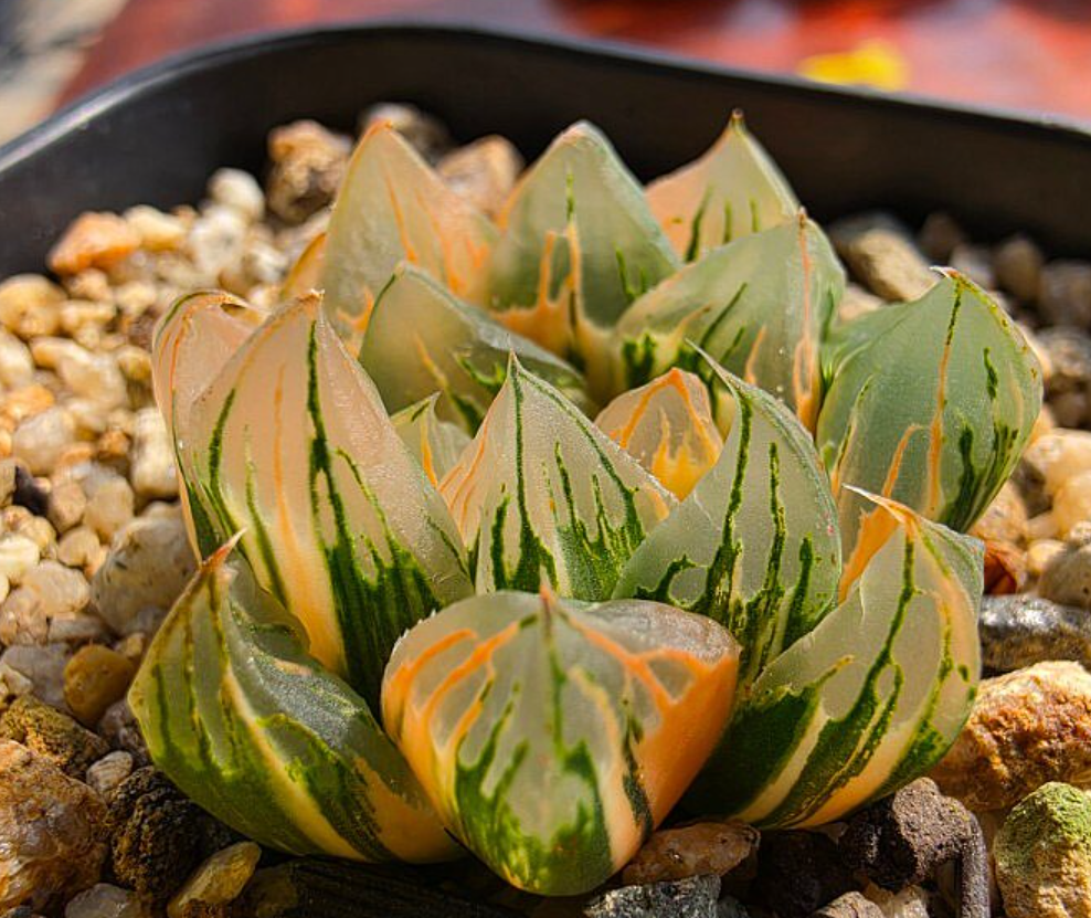 Haworthia cymbiformis var. obtusa 10 Pieces Seeds