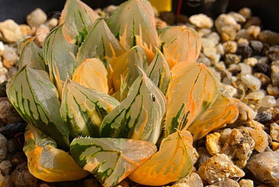 Haworthia cymbiformis var. obtusa 10 Pieces Seeds