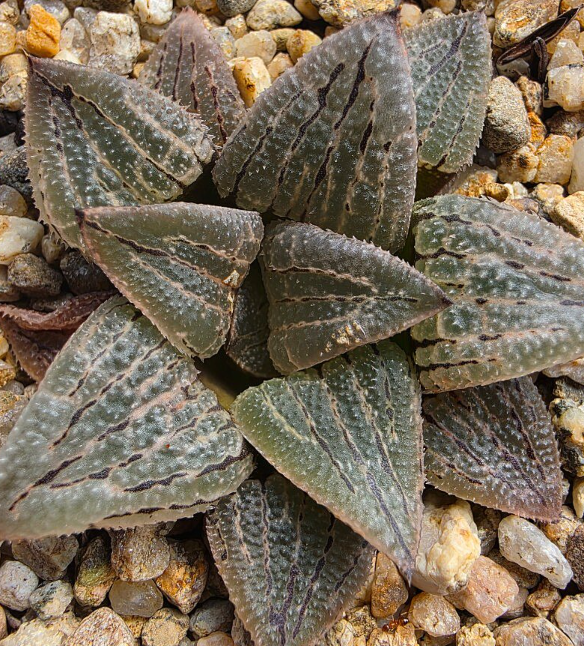 Haworthia comptonia Marilyn 10 Pieces Seeds