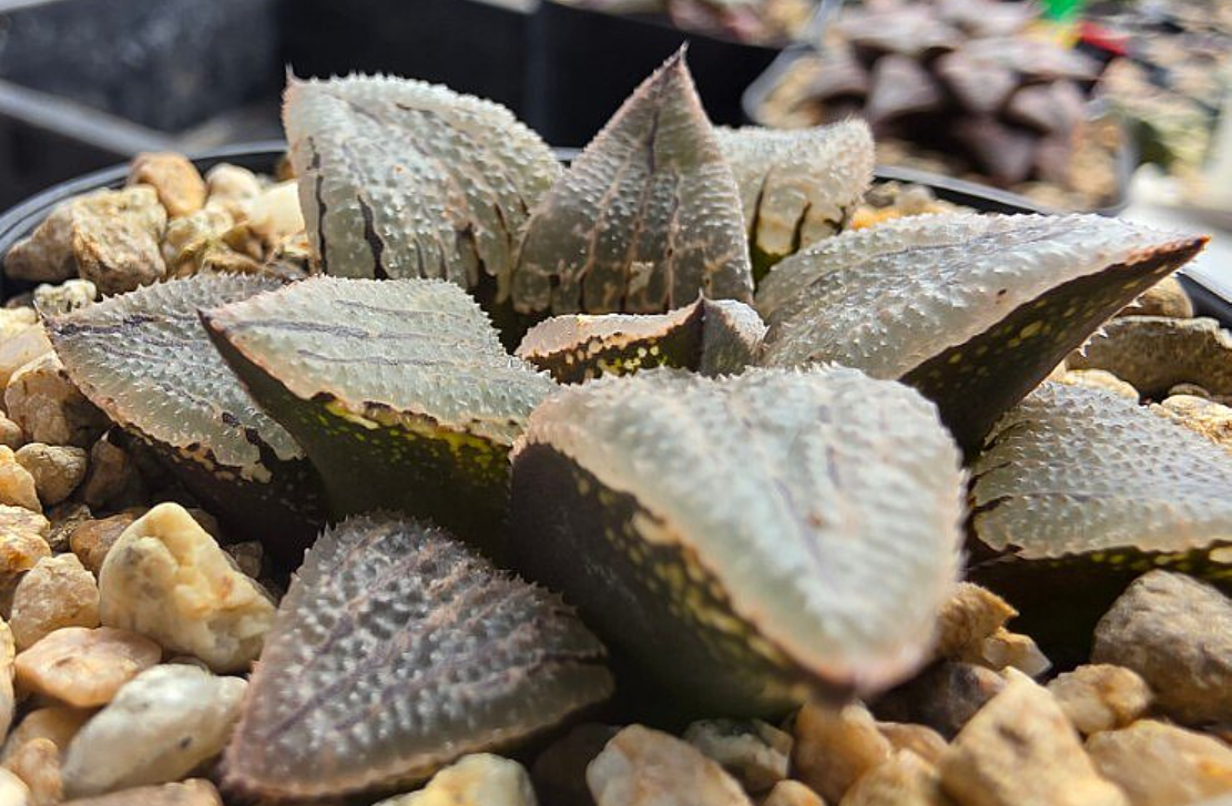 Haworthia comptonia Marilyn 10 Pieces Seeds